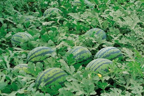 溧阳网红吃瓜群微信