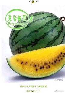 全球热网吃瓜,吃瓜群众视角下的热点事件追踪