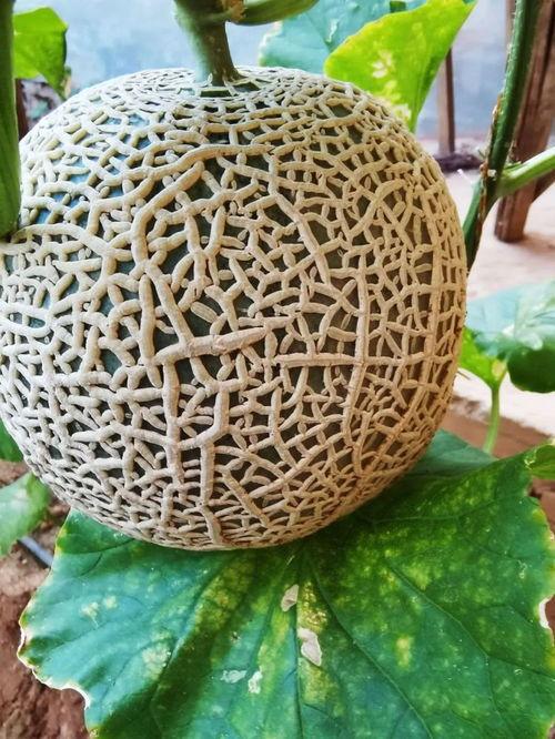 网红瓜纹怎么吃,解锁夏日清新口感新境界