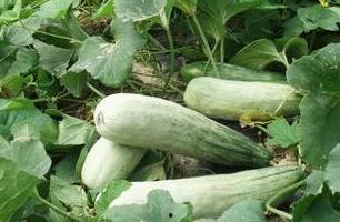 陇南康县女网红吃瓜,揭秘网红背后的生活点滴”