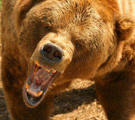 网红电次熊吃瓜在线,揭秘网红界的幕后故事