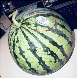 各类网红吃瓜视频,盘点热门视频背后的幕后故事