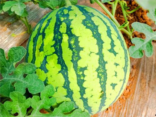 吃瓜网官网mr.hs,mr.hs背后的故事与影响力