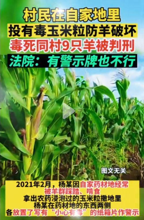 台北娜娜礼物吃瓜网