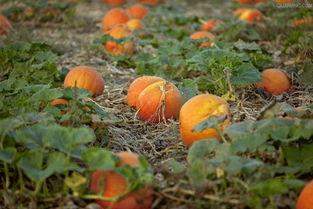 911爆料网八卦今日吃瓜香港,911爆料网八卦今日吃瓜大揭秘