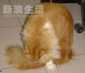 猫猫大人的日记吃瓜网,吃瓜网背后的故事