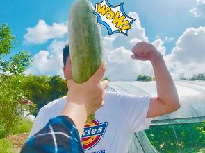 什么公众号可以吃网红瓜,揭秘热门公众号背后的秘密