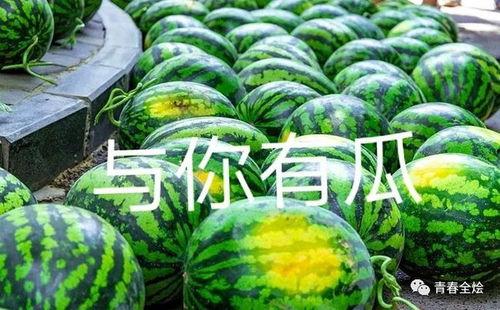 唐县网红二饼吃瓜视频,揭秘娱乐圈幕后故事