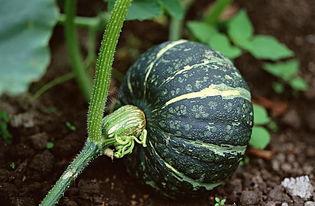 高端网红吃瓜视频下载,高端圈层娱乐盛宴背后的下载攻略