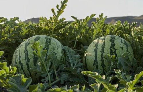 吃瓜云南网红,探寻瓜界新势力