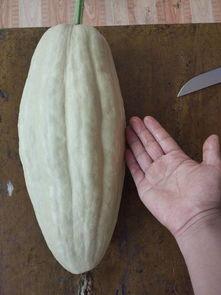 5.1吃瓜网有毒吗,揭秘其潜在风险与真相