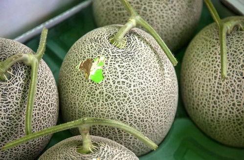 吃网红水果瓜